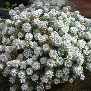 Orpinho-esptula 'Cape Blanco'
